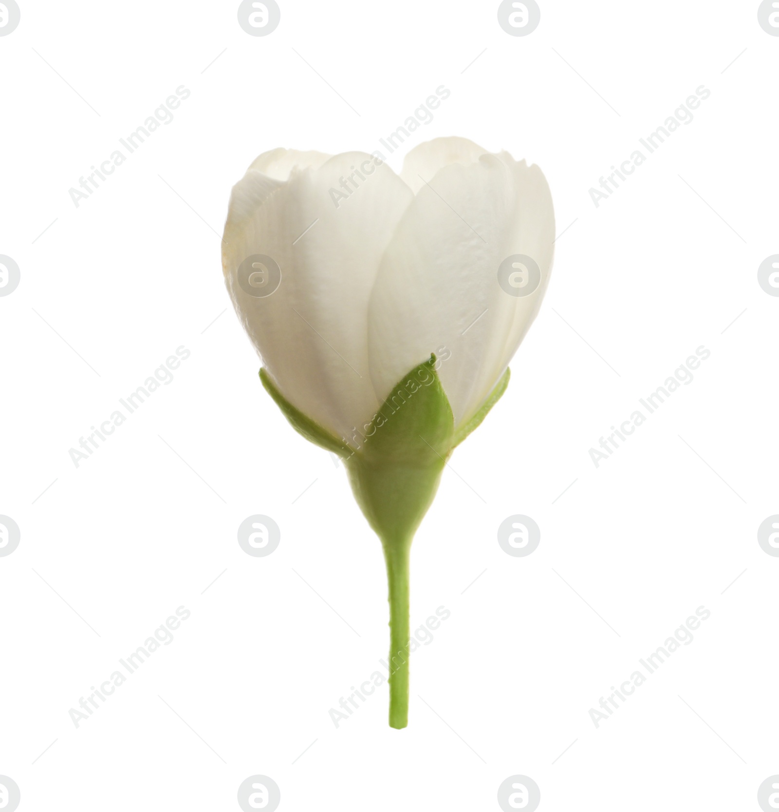 Photo of Beautiful flower of jasmine plant isolated on white