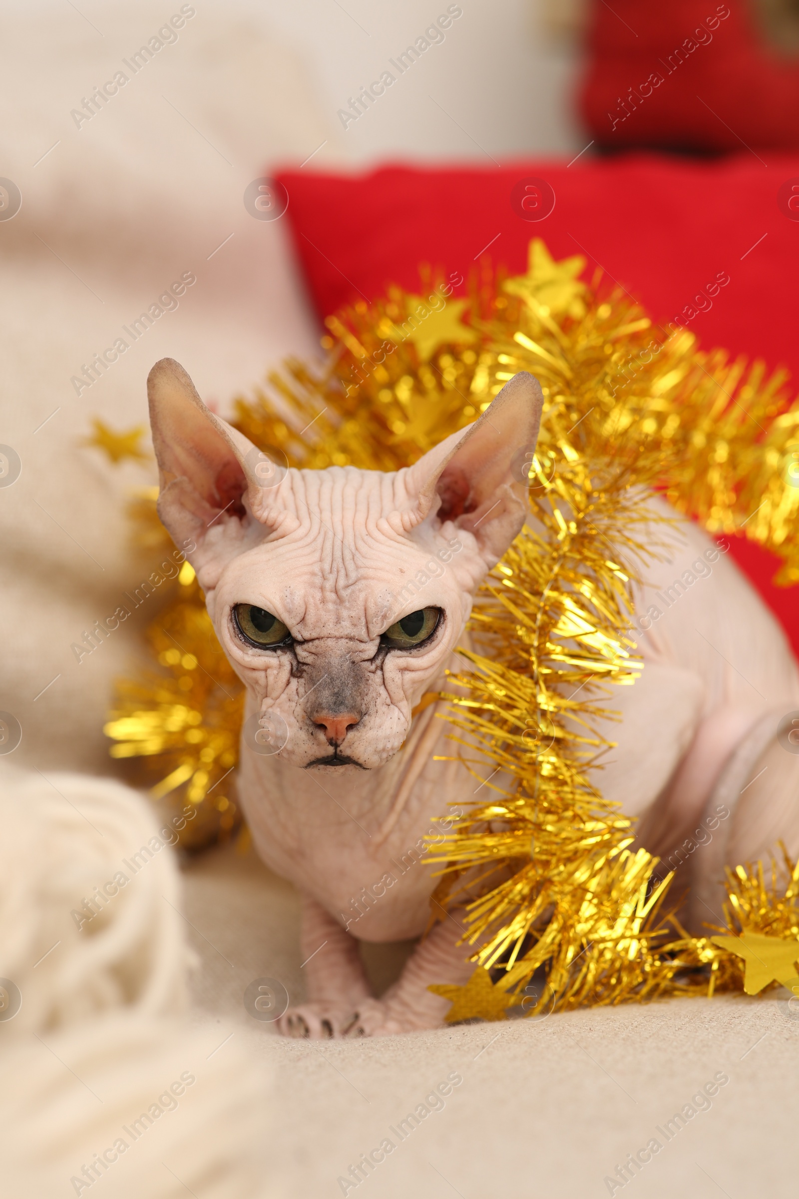 Photo of Adorable Sphynx cat with golden tinsel on light couch