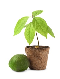 Photo of Young avocado sprout with leaves in peat pot and fruit on white background