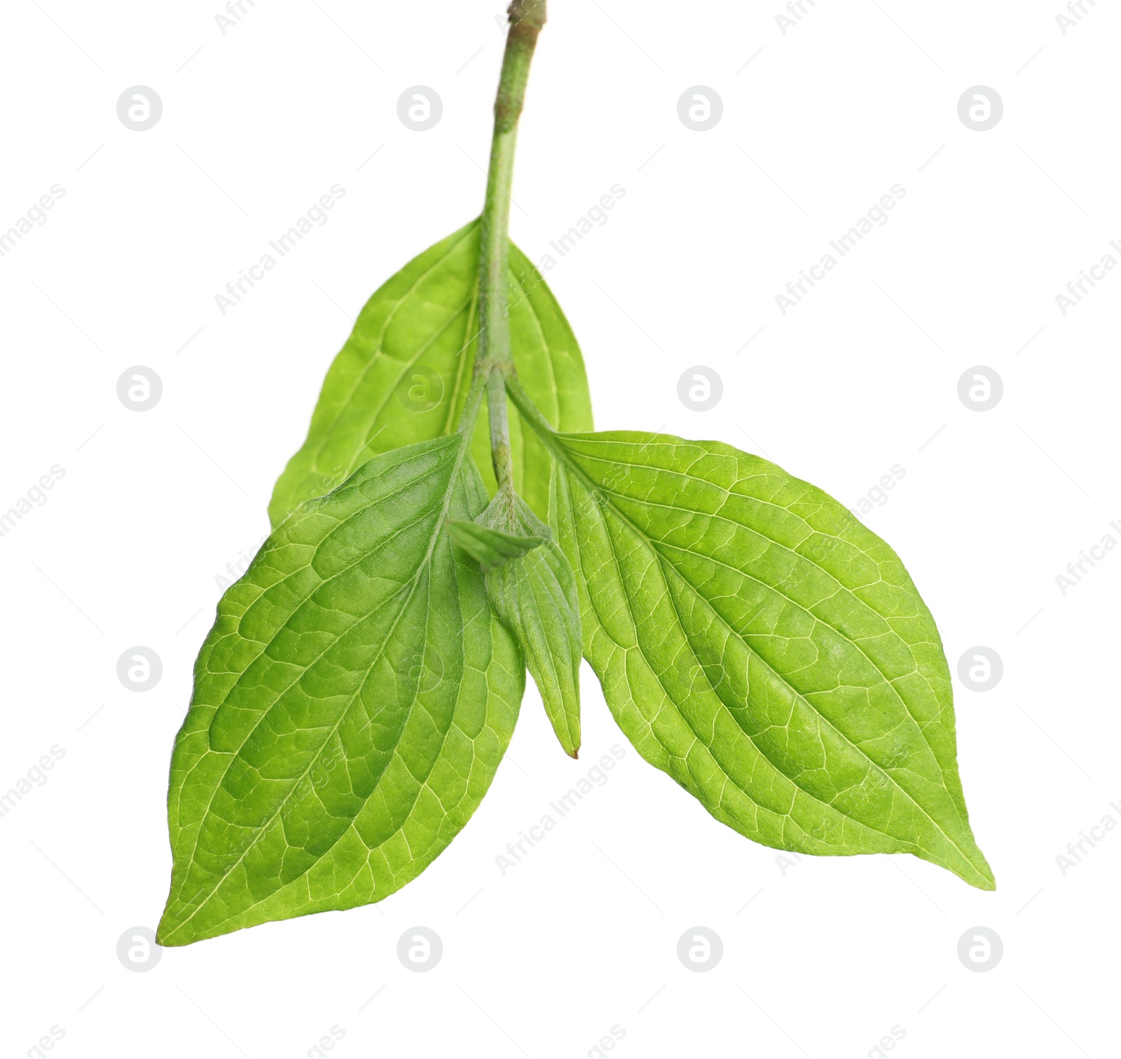 Photo of Branch with green leaves on white background