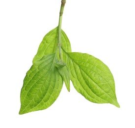 Branch with green leaves on white background