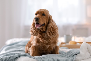 Photo of Cute Cocker Spaniel dog with warm blanket on bed at home. Cozy winter