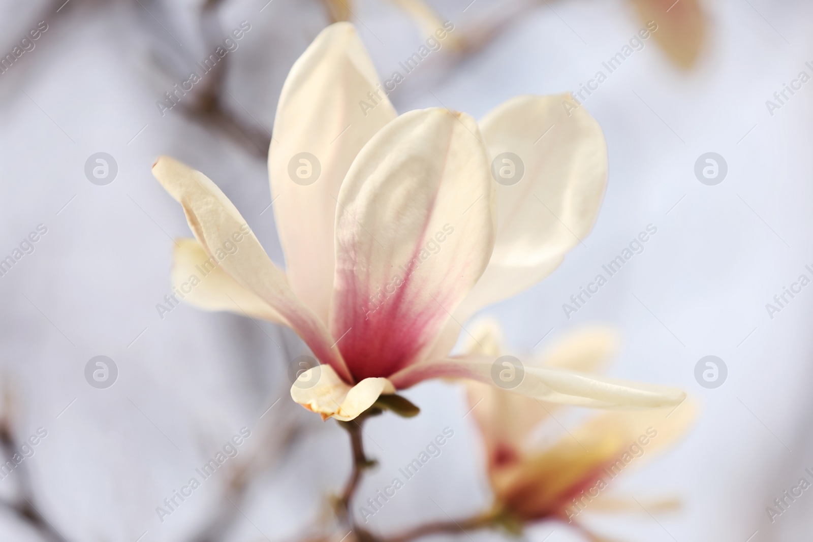 Photo of Closeup view of blossoming magnolia tree outdoors on spring day