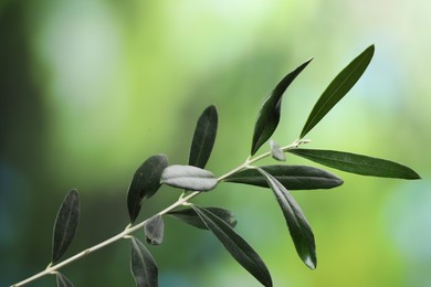 Photo of Olive twig with fresh green leaves on blurred background, closeup