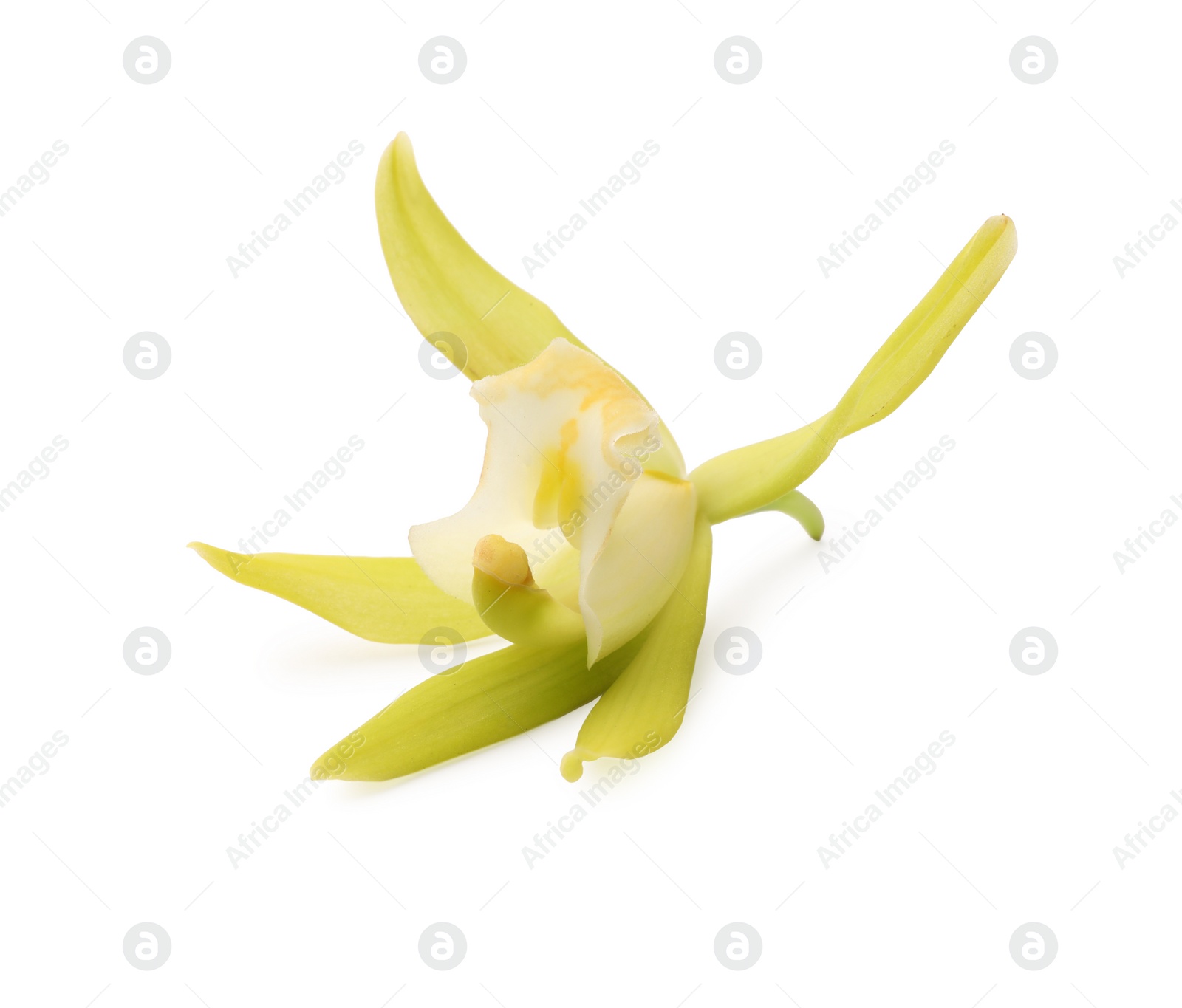 Photo of Yellow vanilla orchid flower isolated on white