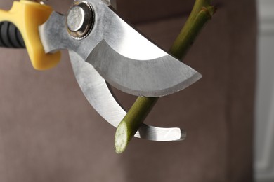 Photo of Cutting stem of flower with pruner, closeup. Florist occupation
