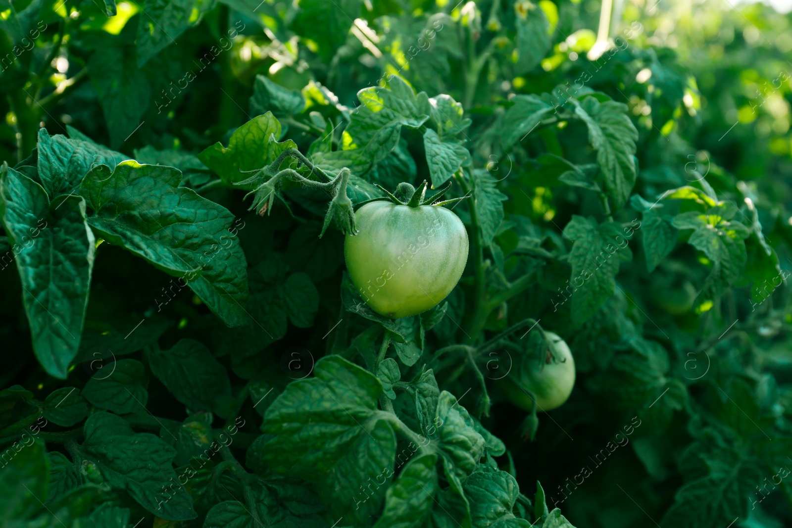 Photo of Beautiful green tomato plant growing in garden, closeup