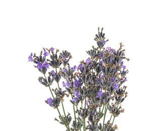 Photo of Beautiful blooming lavender flowers on white background