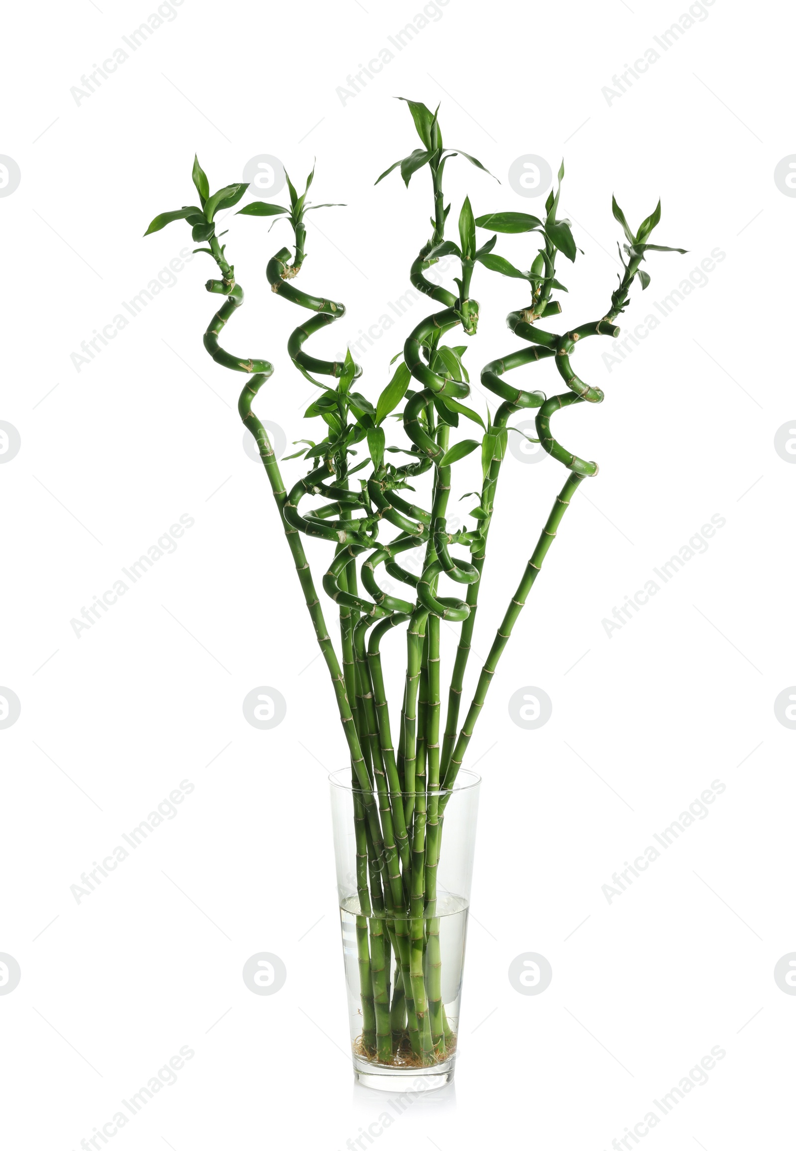 Photo of Vase with green bamboo on white background