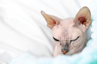 Photo of Beautiful Sphynx cat at home, closeup with space for text. Lovely pet
