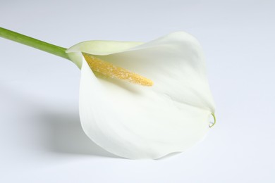 Photo of Beautiful calla lily flower on white background, closeup