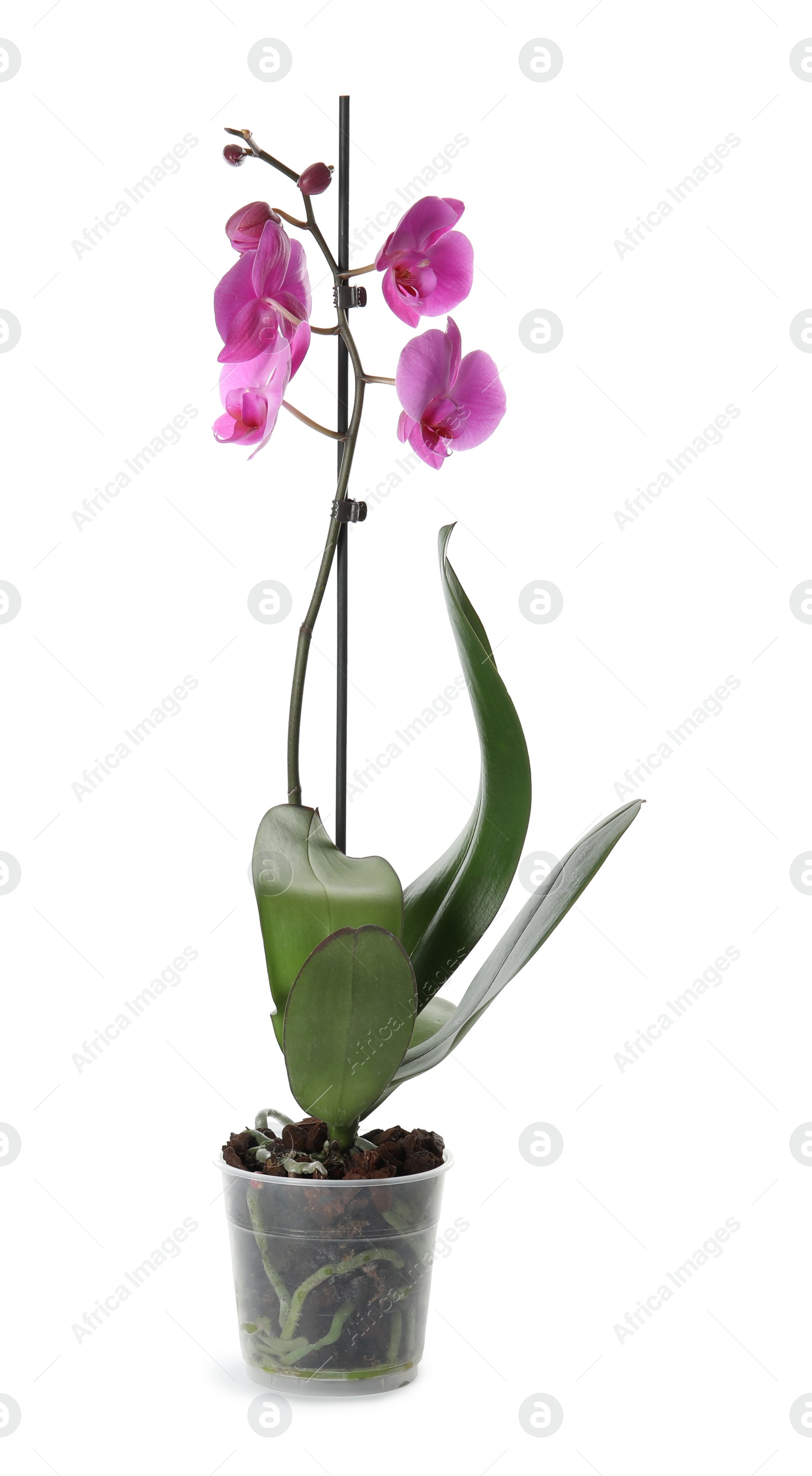 Photo of Beautiful tropical orchid flower in pot on white background