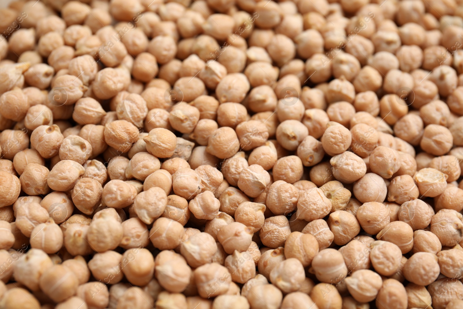 Photo of Heap of chickpea as background, closeup view. Veggie seeds