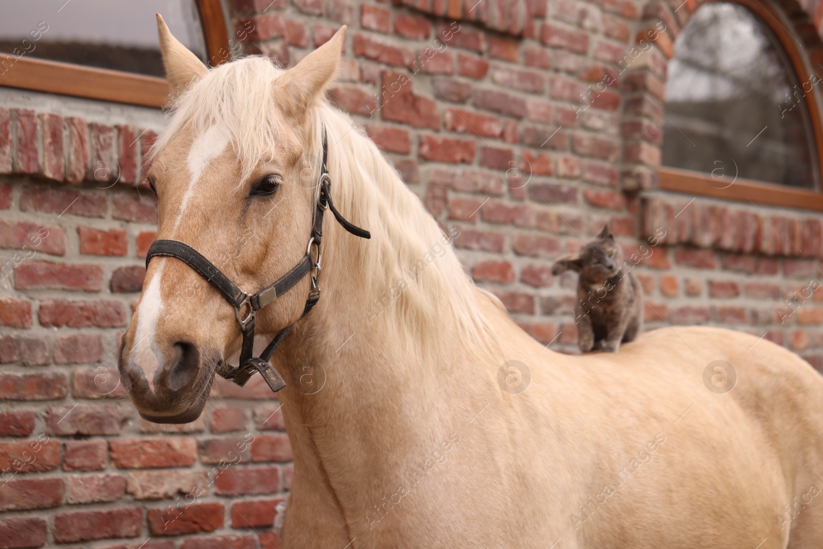 Photo of Adorable cat sitting on horse near brick building outdoors. Lovely domesticated pet