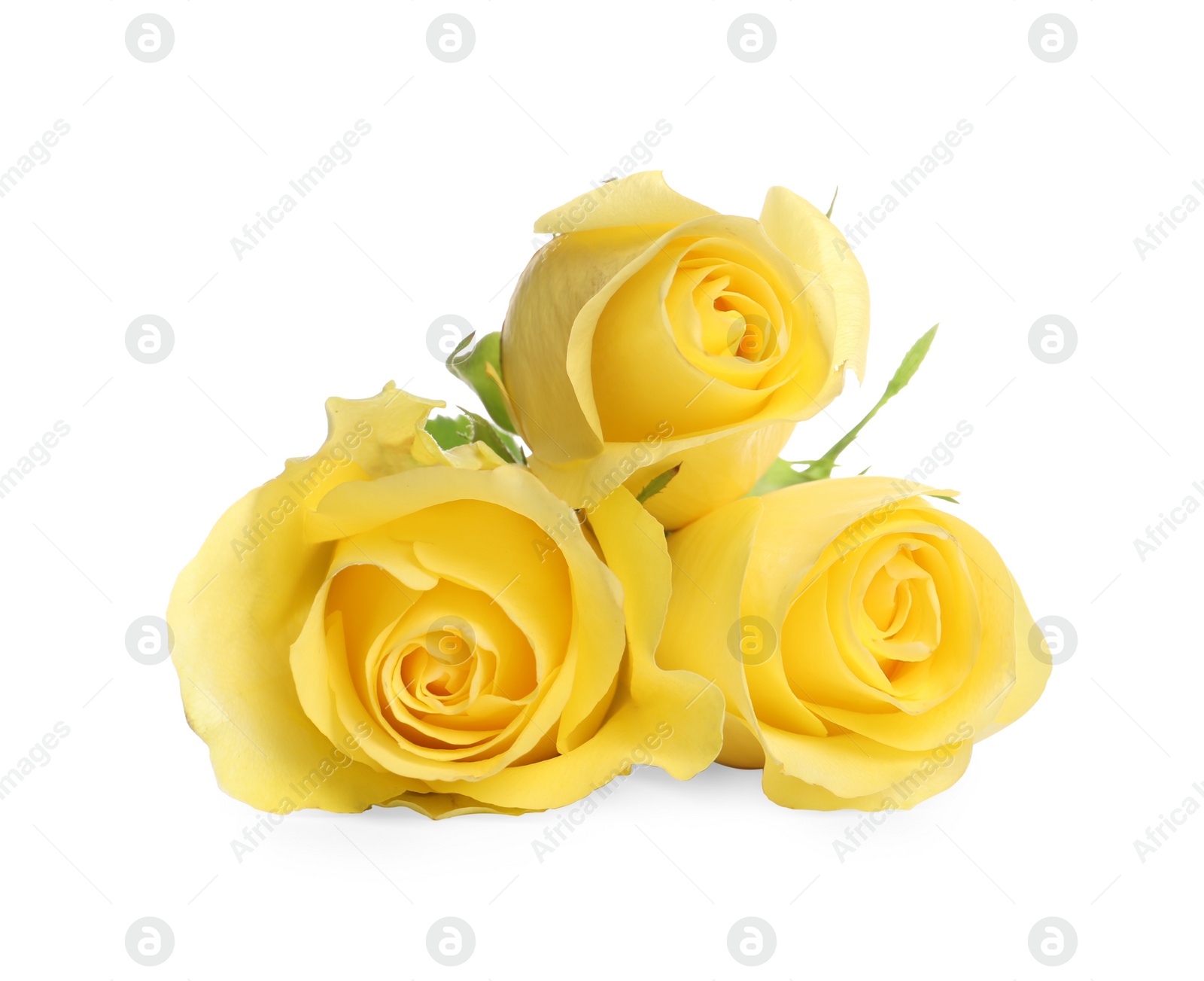 Photo of Beautiful fresh yellow roses isolated on white