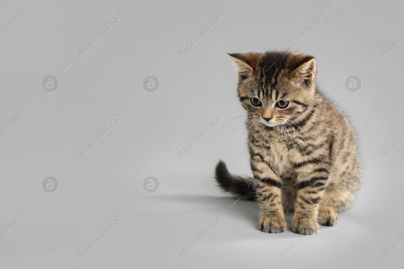 Photo of Cute tabby kitten on light grey background, space for text. Baby animal