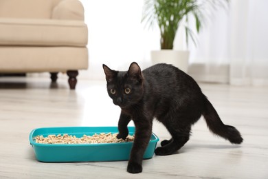 Photo of Cute black cat near litter box at home
