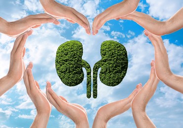 Image of Human kidneys model made of trees and people forming heart with their hands against blue sky, closeup. Health care concept
