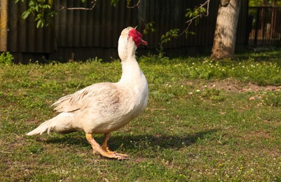 Photo of One Muscovy duck on green lawn. Rural life