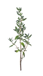 Photo of Aromatic green thyme sprig isolated on white. Fresh herb