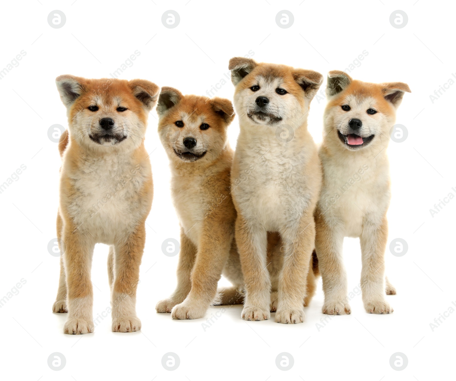 Photo of Cute akita inu puppies isolated on white