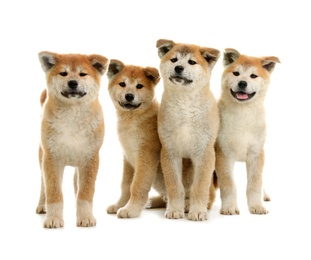 Cute akita inu puppies isolated on white