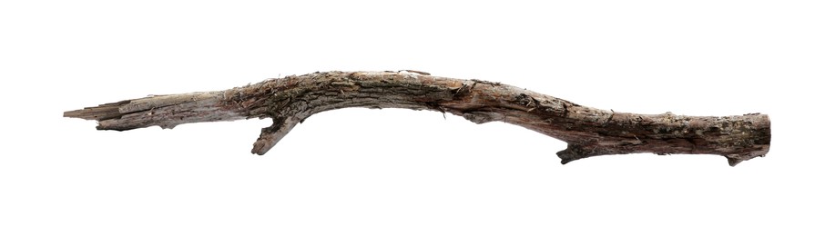 Photo of Old dry tree branch isolated on white