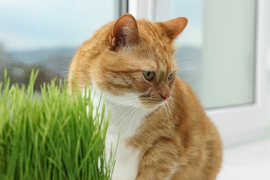 Cute ginger cat near green grass on windowsill indoors