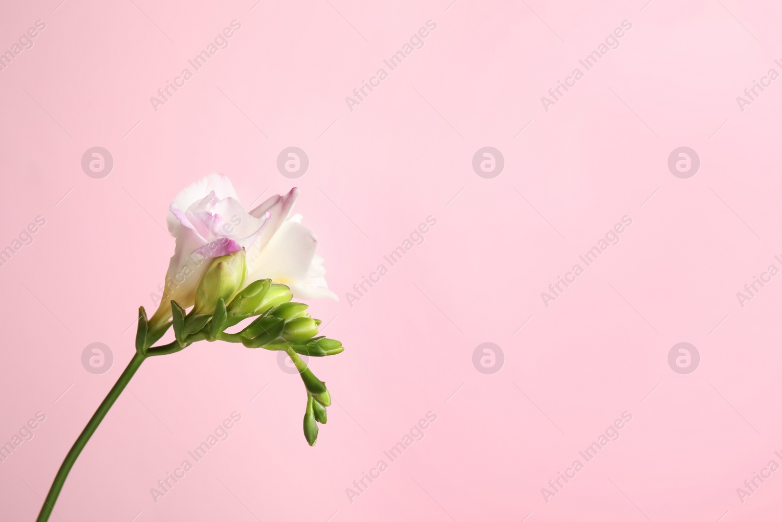 Photo of Beautiful tender freesia flower on pink background. Space for text