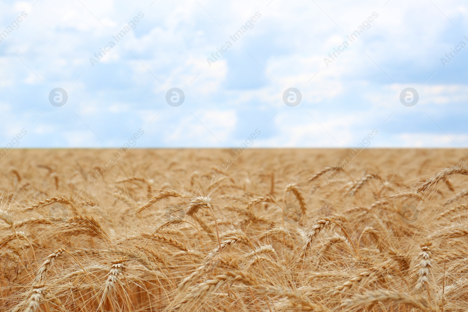 Photo of Beautiful view of agricultural field with ripe wheat spikes on cloudy day