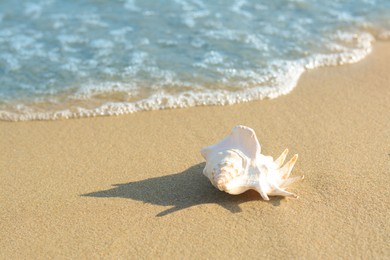 Photo of Sandy beach with beautiful shell near sea on summer day. Space for text