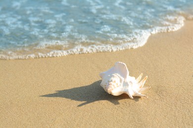 Sandy beach with beautiful shell near sea on summer day. Space for text