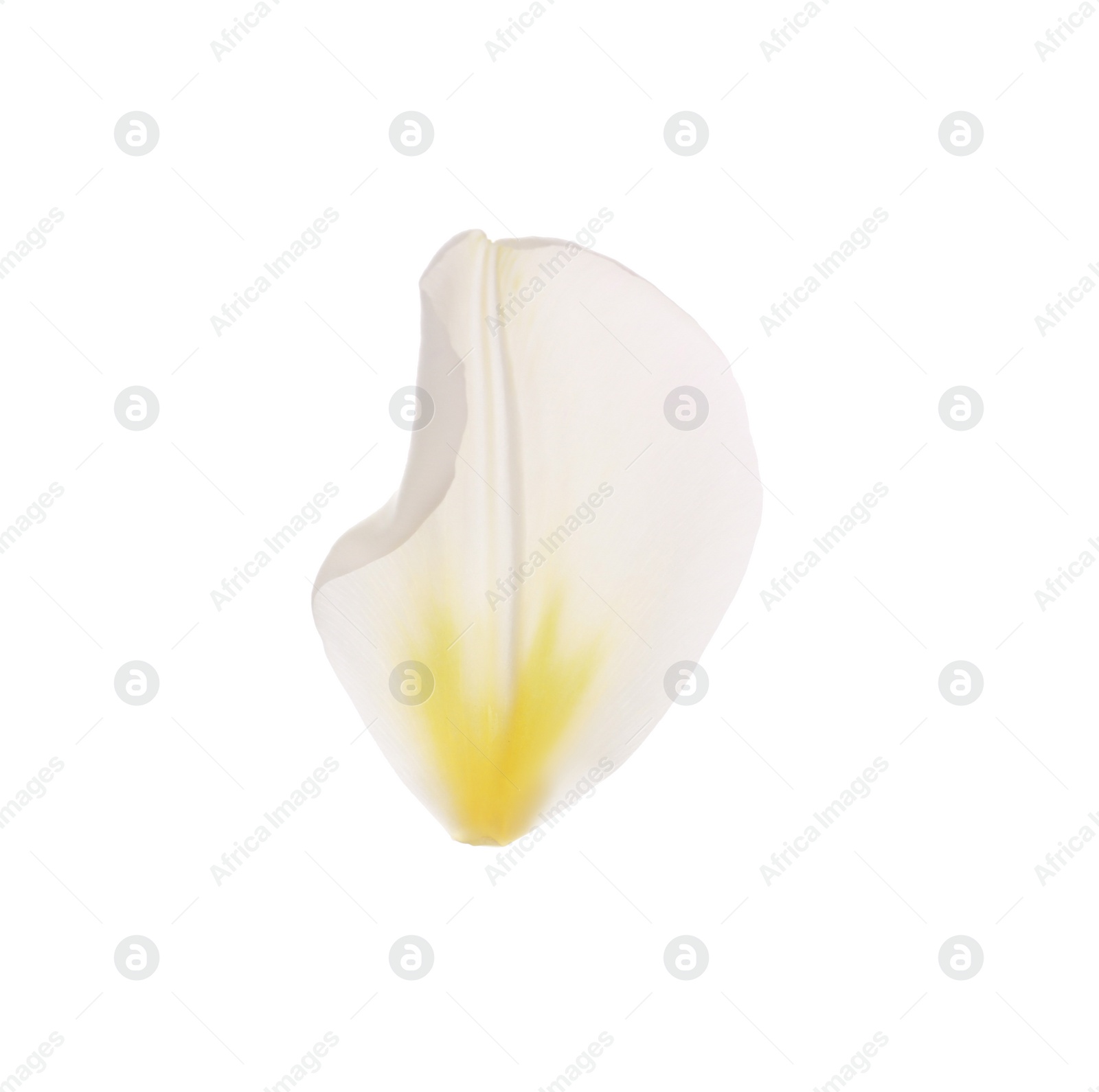 Photo of Beautiful fresh tulip petal isolated on white