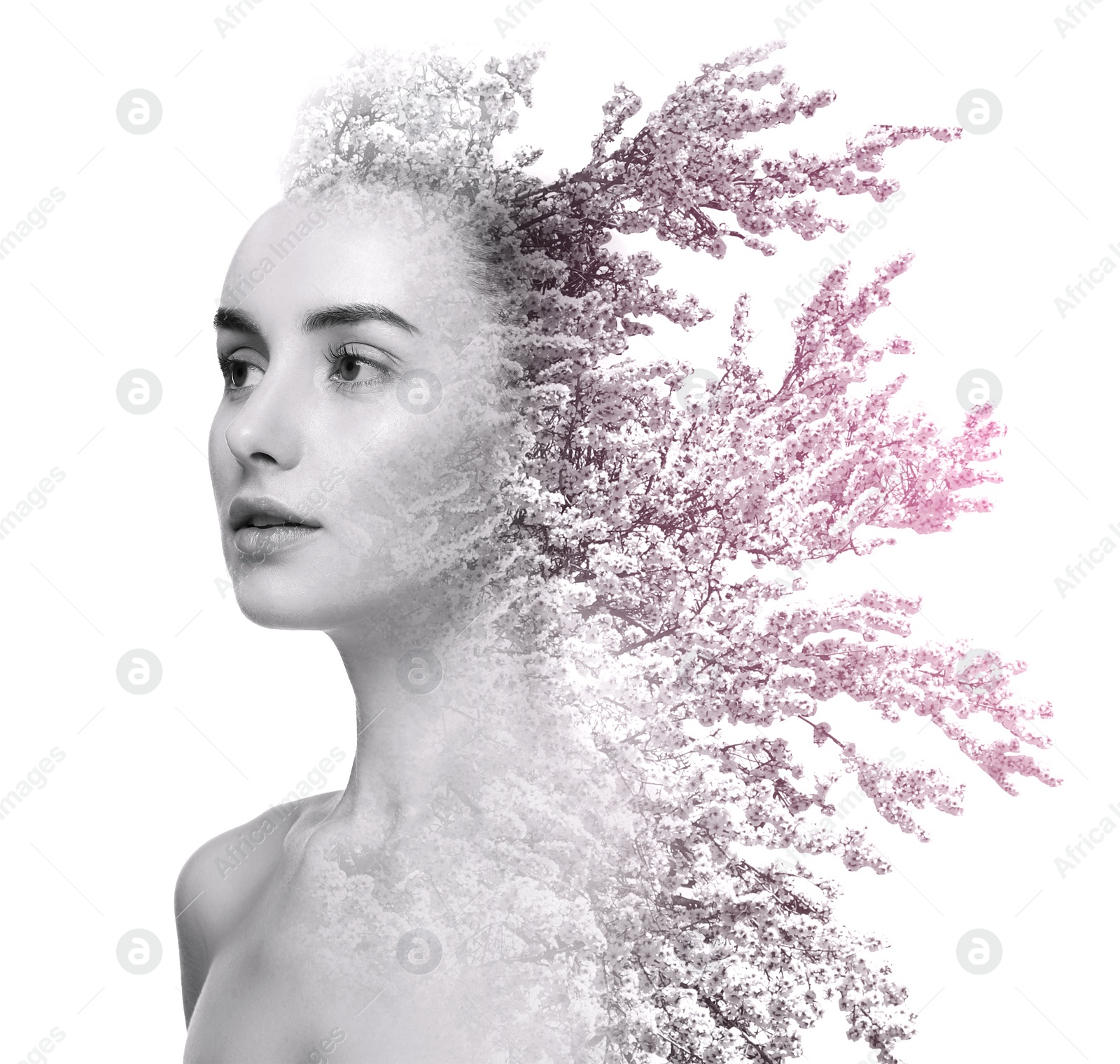 Image of Double exposure of beautiful woman and blooming tree on white background