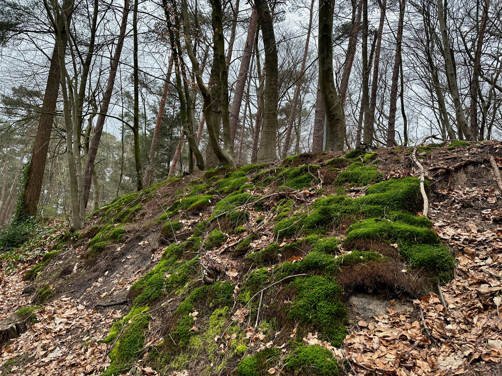 Photo of Beautiful trees, fallen leaves and green moss in forest