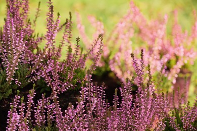 Photo of Heather shrubs with beautiful flowers outdoors on spring day