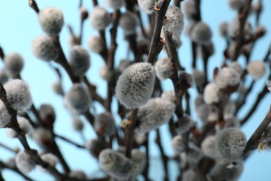 Photo of Beautiful blooming willow branches on light blue background, closeup