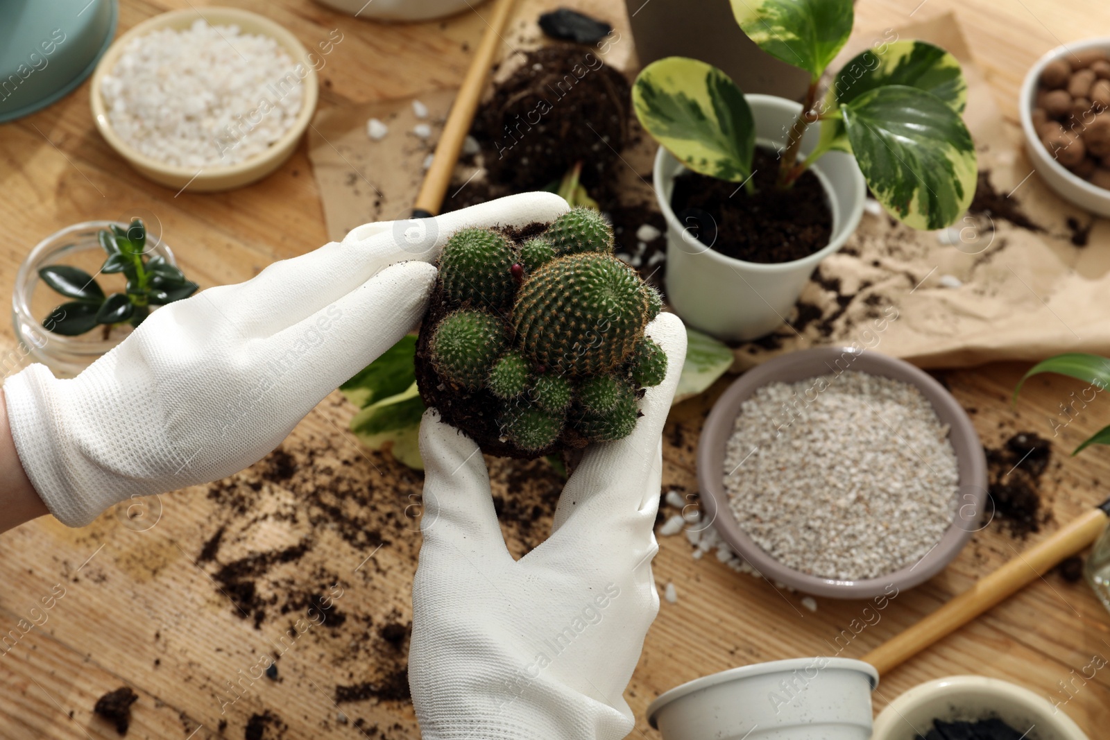 Photo of Woman transplanting houseplants at wooden table, closeup