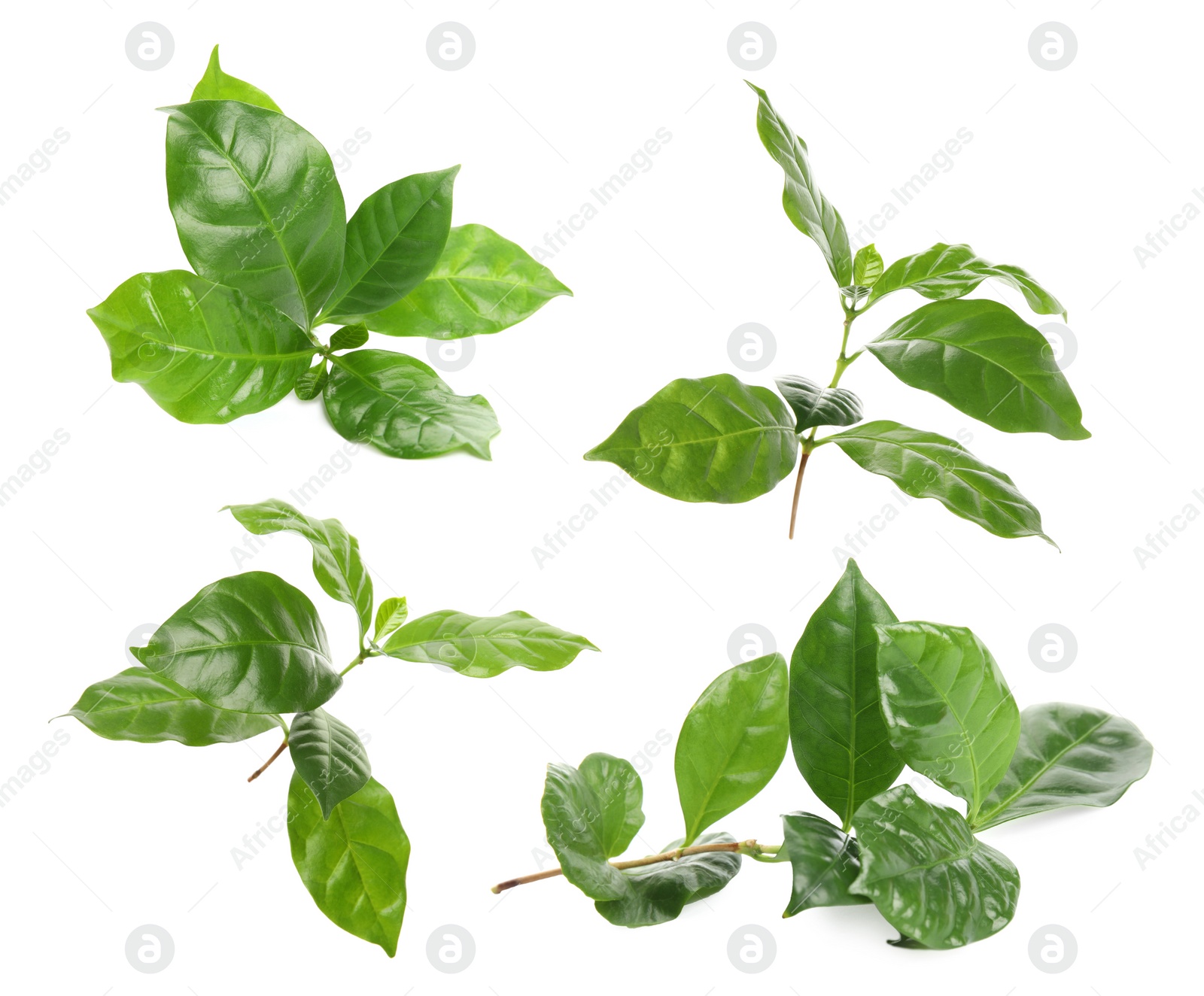 Image of Branches with fresh green leaves of coffee plant on white background, collage