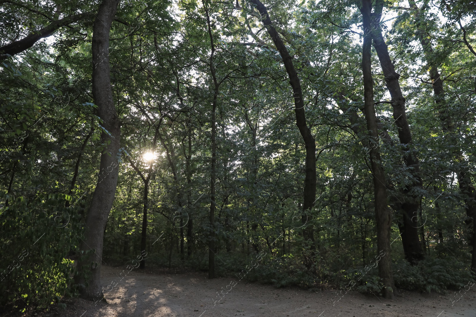 Photo of Pathway in park with green trees. Nature reserve