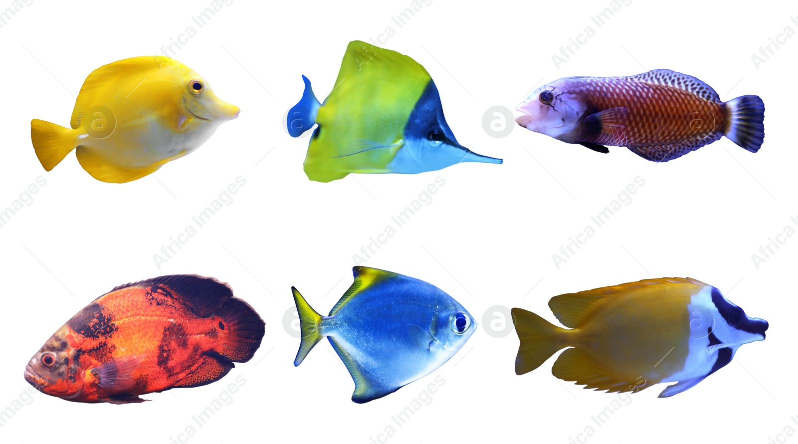 Image of Set of different bright tropical fishes on white background