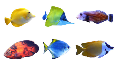 Image of Set of different bright tropical fishes on white background