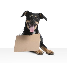 Photo of Lost dog with blank cardboard sign on white background. Homeless pet