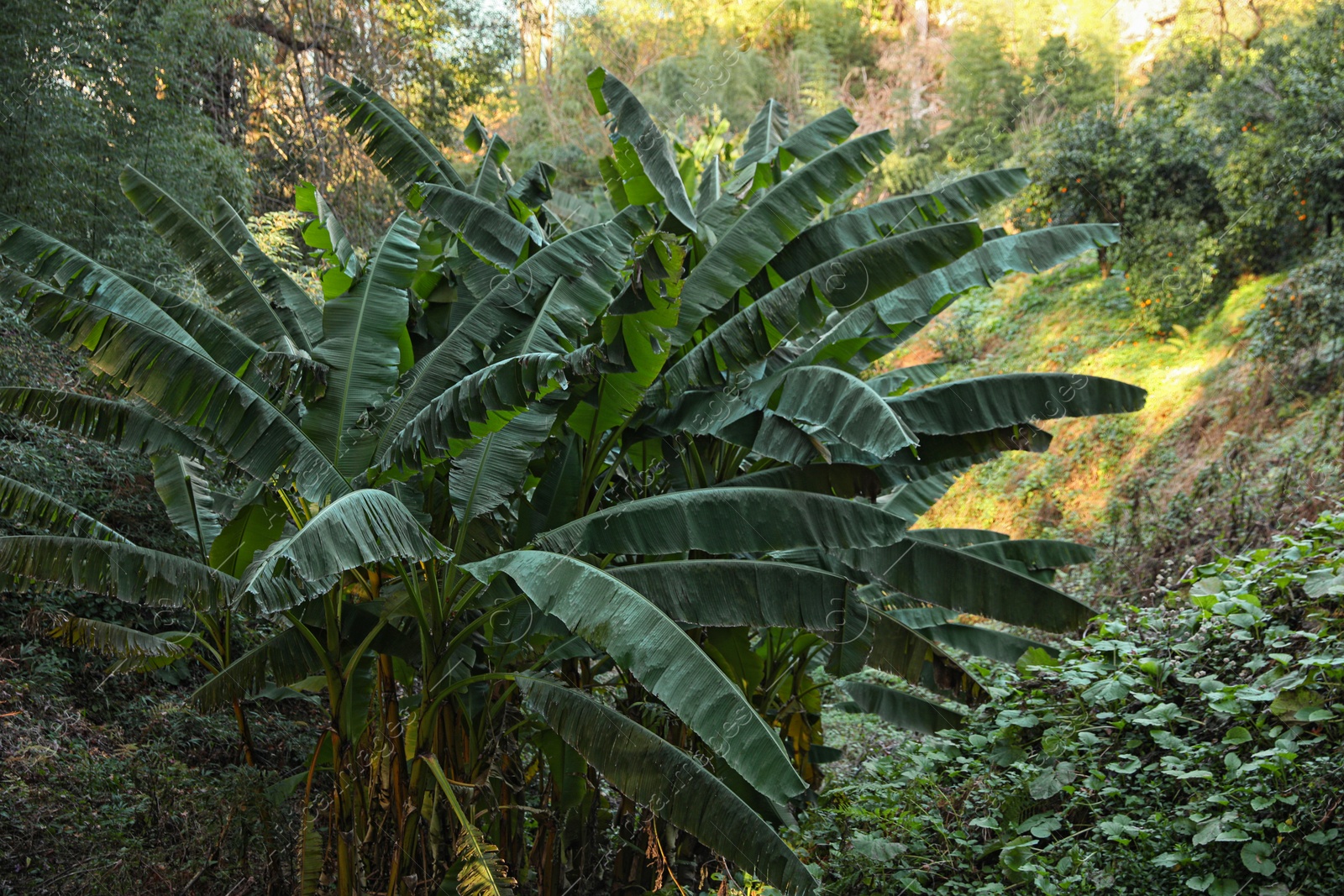 Photo of Banana palm tree and other plants on sunny day in forest