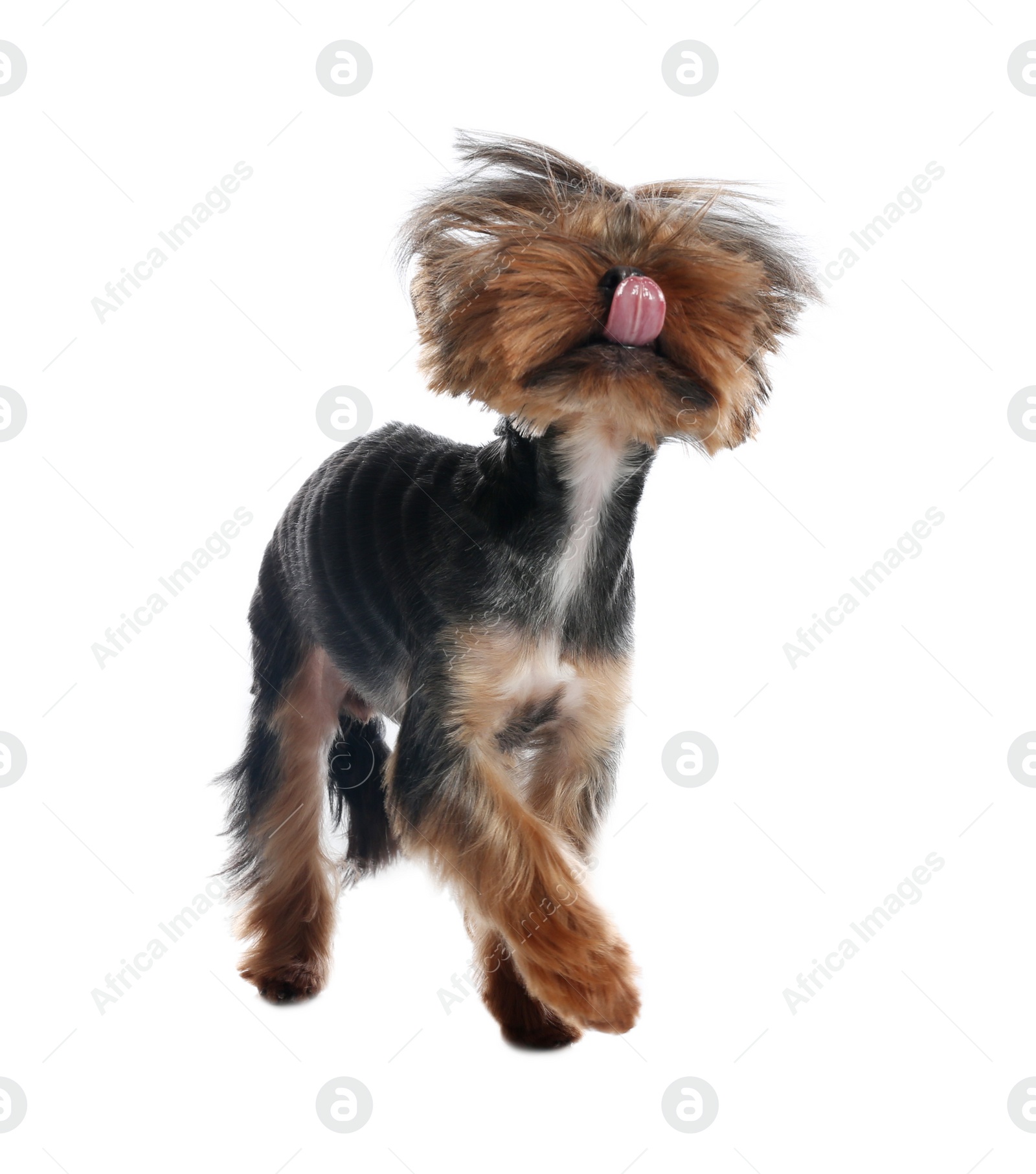 Photo of Cute Yorkshire terrier dog on white background