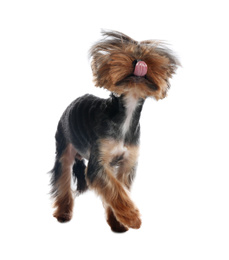 Cute Yorkshire terrier dog on white background