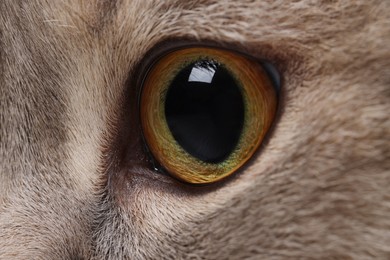 Cat, macro photo of left eye. Cute pet