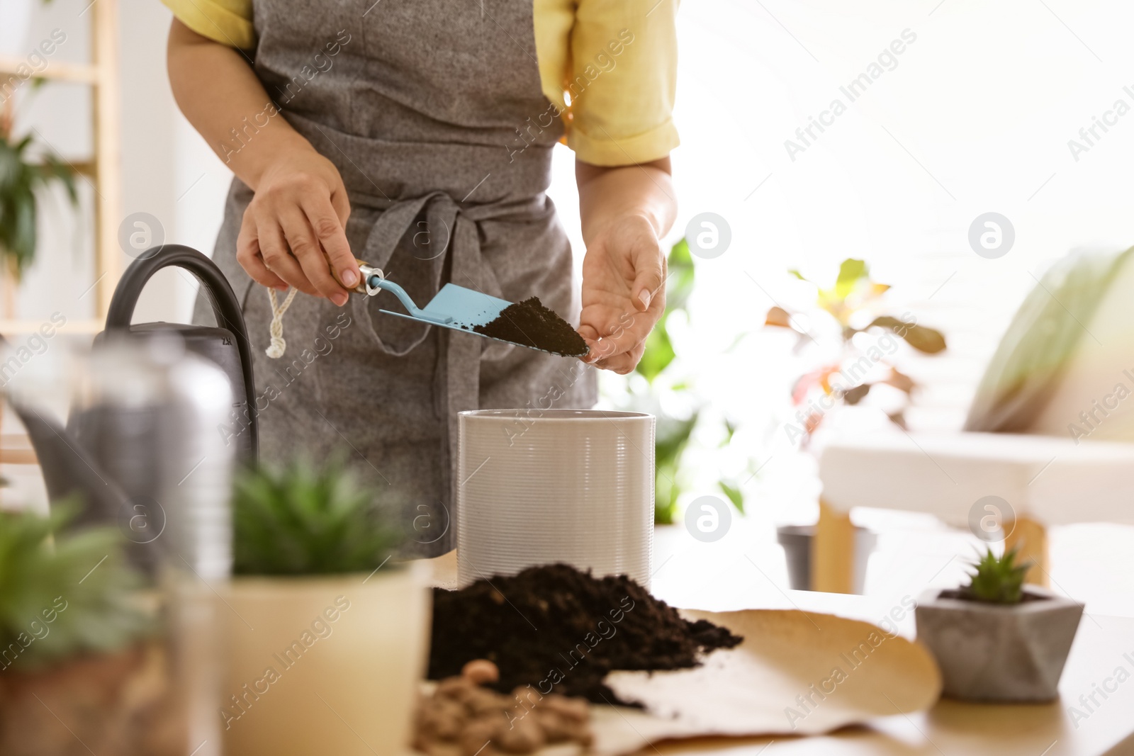 Photo of Woman potting plant at home, closeup. Engaging hobby