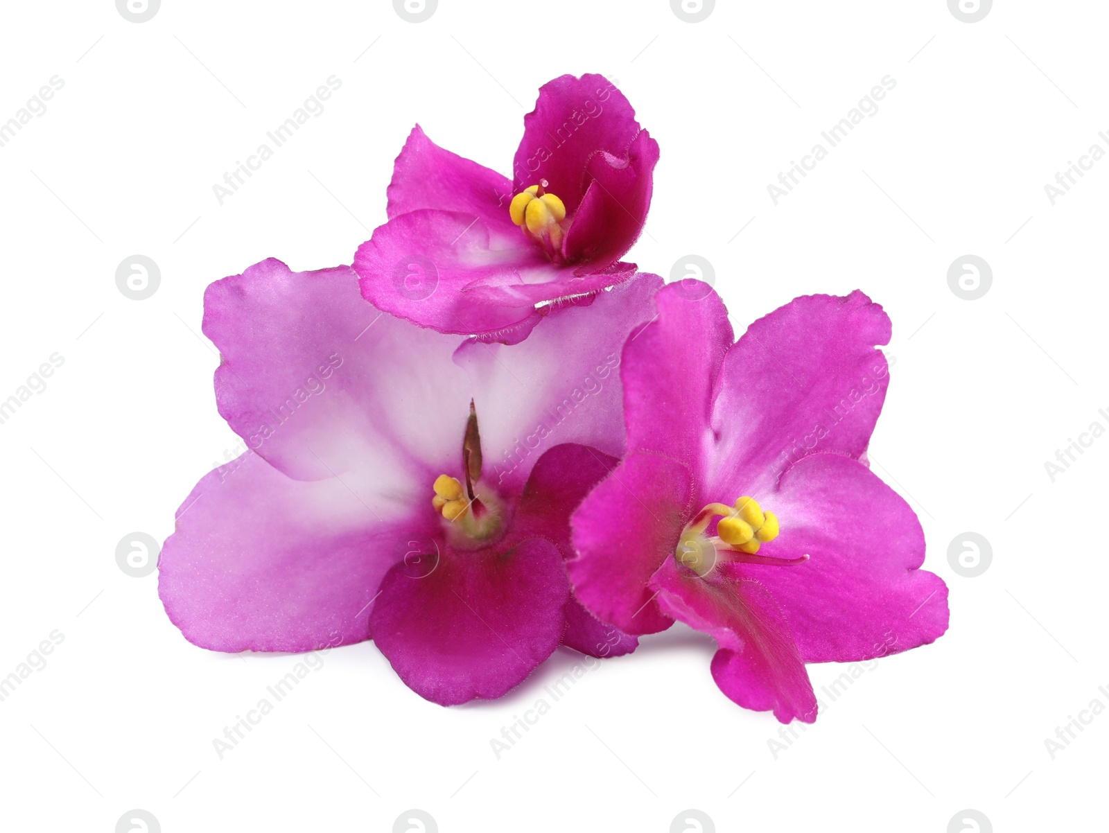 Photo of Pink violet flowers isolated on white. Delicate house plant