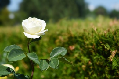 Photo of Beautiful white rose flower blooming outdoors, closeup. Space for text